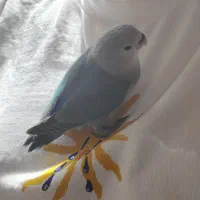 کوتوله فول دستی رنگ ابی خانگی