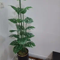 گل کنار سالنی