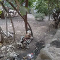 مرغ وخروس
