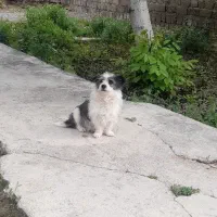 سگ پاکوتاه