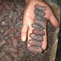 خرما پیارم و مضافتی