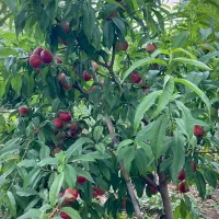 نیازمند نیرو کار در باغ دائمی