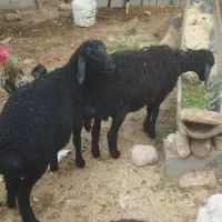 ۳ عدد بره ماده قره قزل