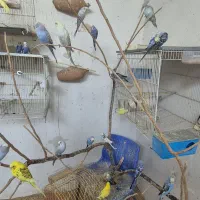 فروش تعدادی عروس هلندی و مرغ عشق