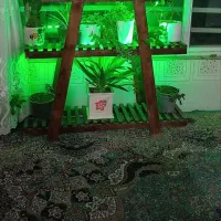 استند چوبی