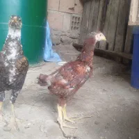 دو عدد جوجه لاری