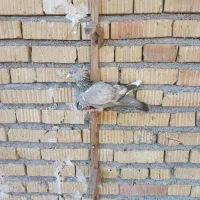 کبوتر|پرنده|جهرم, |دیوار