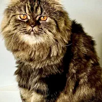 گربه پرشین بریتیش