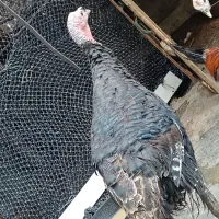 بوقلمو|حیوانات مزرعه|بندر ماهشهر, |دیوار