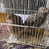 بلدرچین تخم گذار