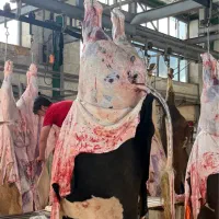 پخش گوشت گوسفندی و گوساله