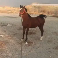 اسب|اسب و تجهیزات اسبسواری|لردگان, |دیوار