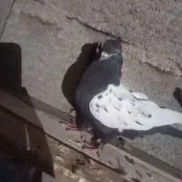 سینه سیاه