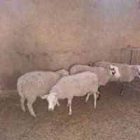 میش رومن