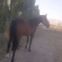 اسب نریان همه چی تموم