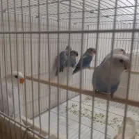 طوطی برزیلی جفت مولد همراه با ۴ تا جوجه نژاد دار