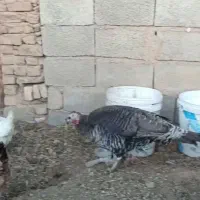 پرنده|حیوانات مزرعه|کرمان, |دیوار