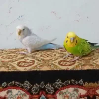 یک‌جفت‌مرغ‌عشق‌‌‌ مولد‌