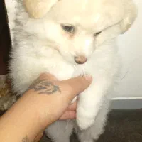 سگ پامرشیتزو شناسنامه دار