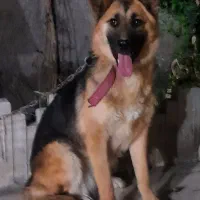 سگ ژرمن شپرد اصیل