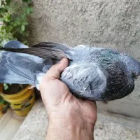 نوک ریز - قنار