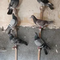 کفتر بوم دورگ و آلمانی