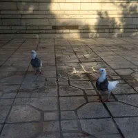 حراج جفت طوقی شازده(هفت رنگ)