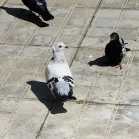 کبوتر ترکیه