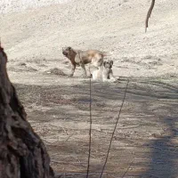 توله سرابی 14ماهه