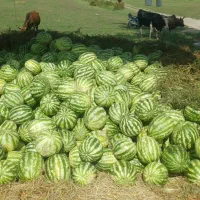 هندوانه شیرین آبدار دشت مغان به شرط