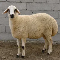 گوسفند زنده تهران اصیل
