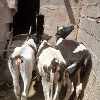 گوساله ماده گاو