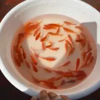 ماهی قرمز مخلوط