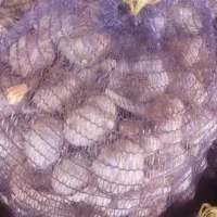 ۲هکتار زمین برای سیر