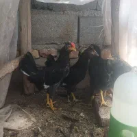 کارسیک گلین