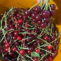 البالو درجه یک دست چین