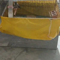 یک جفت فنچ نرو ماده در پیروزی