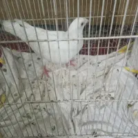 کبوتر سفید المانی