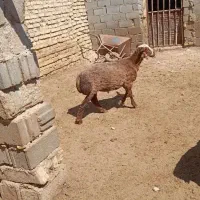 قصابی تمیز وفرض