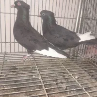 جفت قاراسیاه