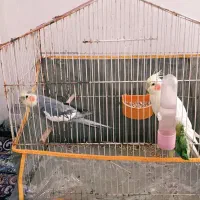 جفت عروس نر حرف زن سخنگو آوارخون و ماده لوتینو رام