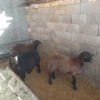 بره ریز نر مناسب پروار بندی