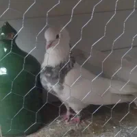 طوقی پاک و با اصالت