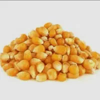 بذر ذرت