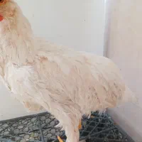 جوجه|حیوانات مزرعه|اسلام‌شهر, مطهری|دیوار