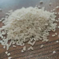 برنج سر لاشه هاشمی برداشت دست چین