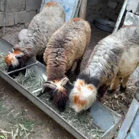 3عدد میش جوان آبستن