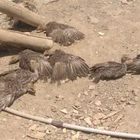 ۱۱ عدد جوجه بوغلمون