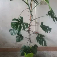 گل برگ انجیری
