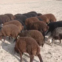 بره ماده
